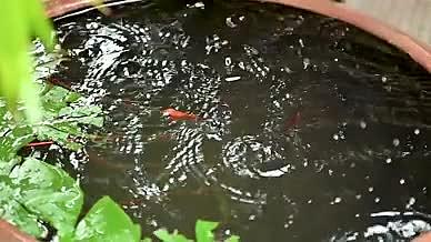 雨滴掉落路边鱼缸内视频的预览图